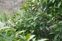 Cyrtophora_mollucensis_D4106_Z_90_Alexandra hills Brisbane_Australie